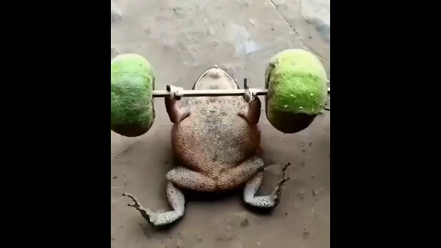 frog 🐸 is doing exercise