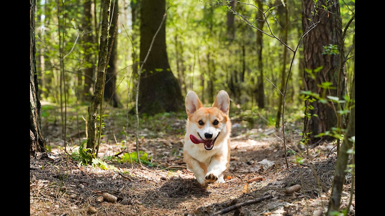 corgi recovering from a serious lung inflammation!