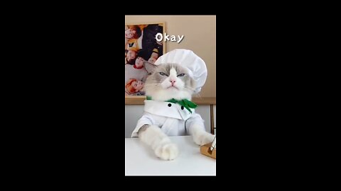 Cat Make Experiment - the reaction of cat is too cute😍