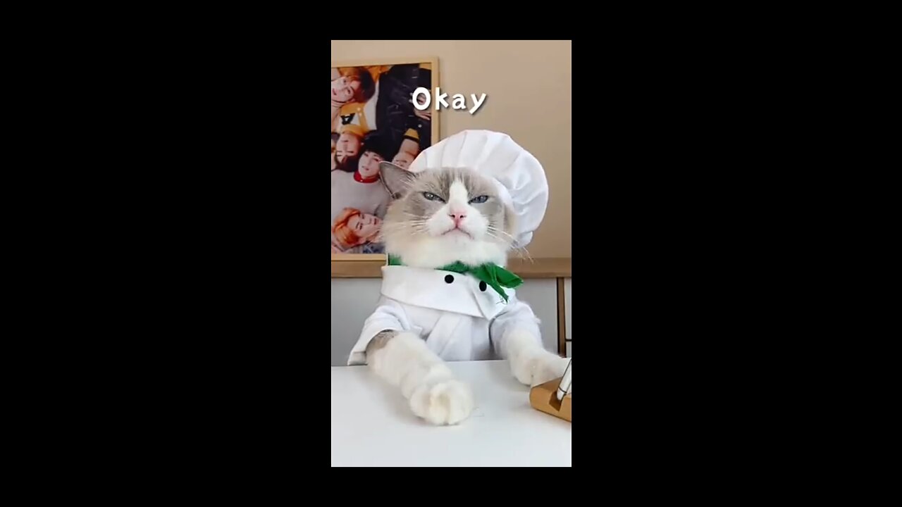 Cat Make Experiment - the reaction of cat is too cute😍