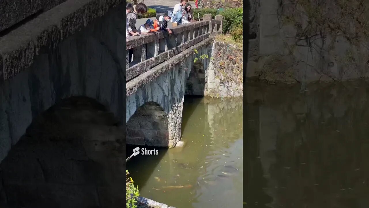 Feeding Fish (and Turtles!) in Japan - Meiji Mura #japan #shorts #fish #turtle