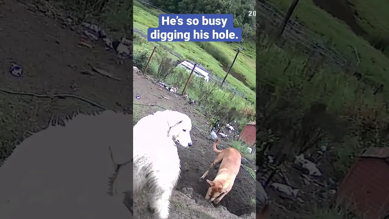 Farm cameras monitoring working dogs