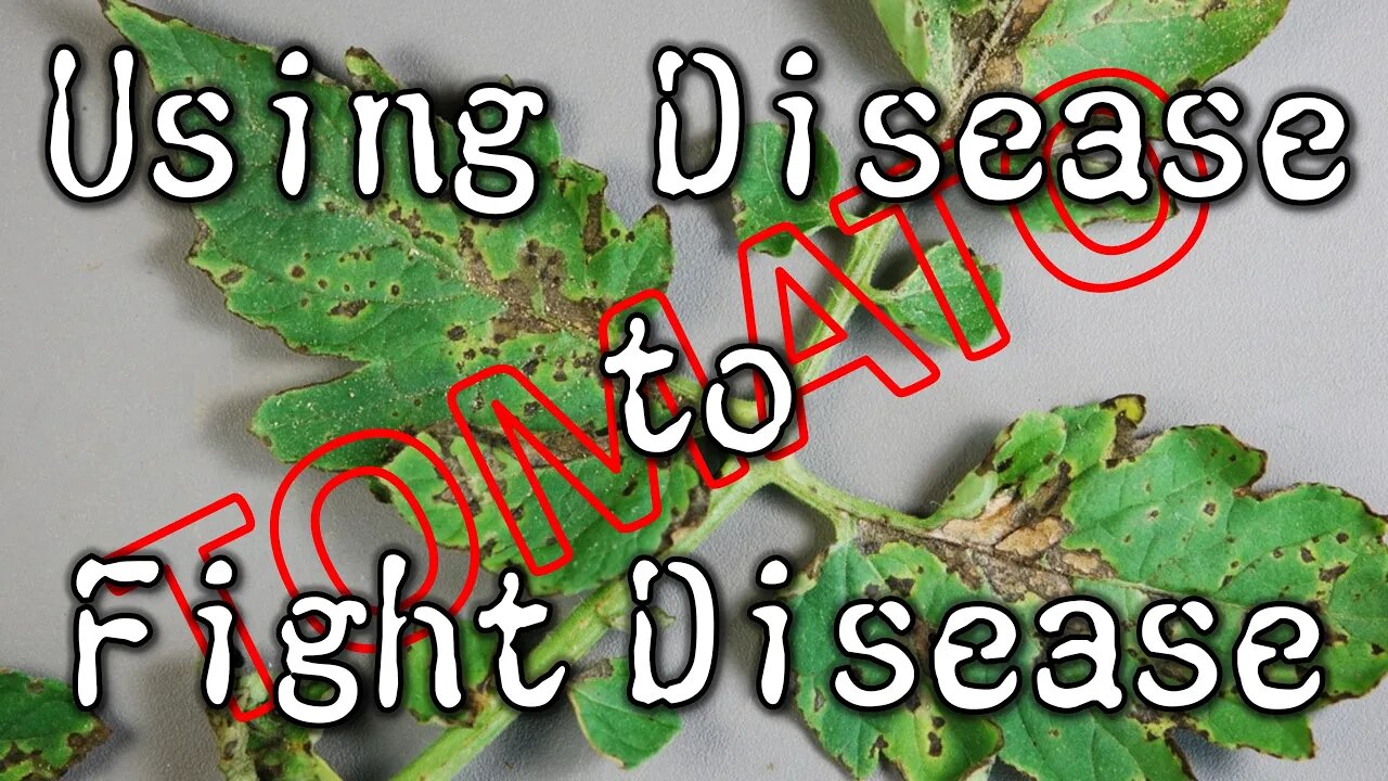 Making Tomato Disease My B!tch