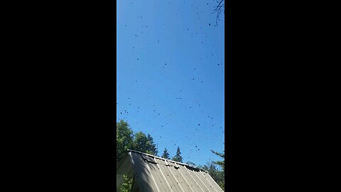 Massive Honey Bee Swarm!