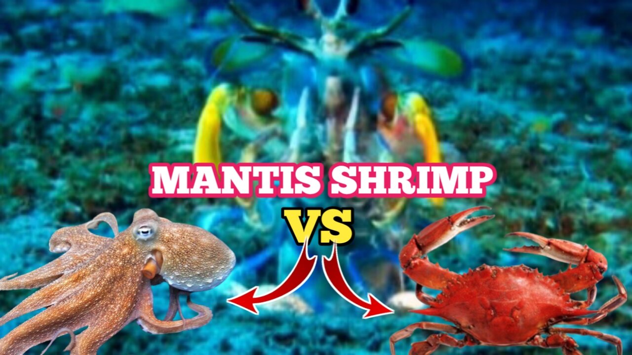 Peacock Mantis Shrimp vs Octopus And Crab |