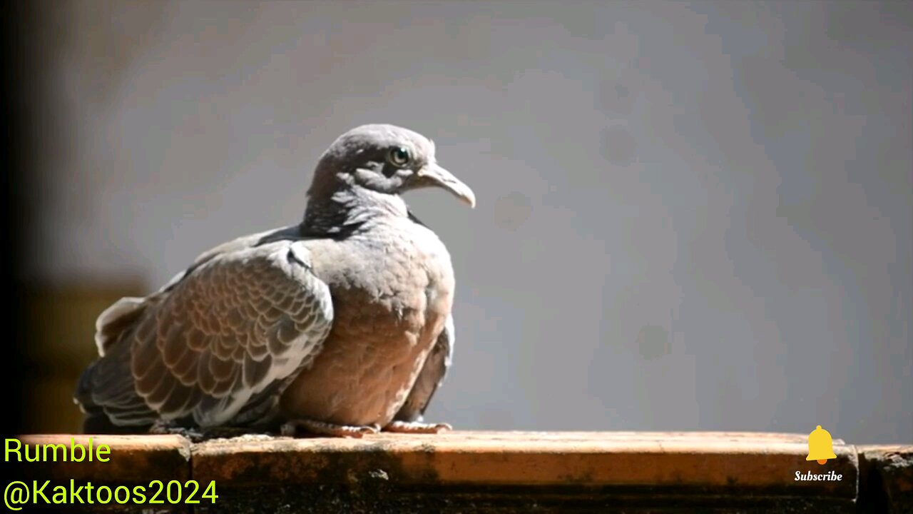 animal bird video