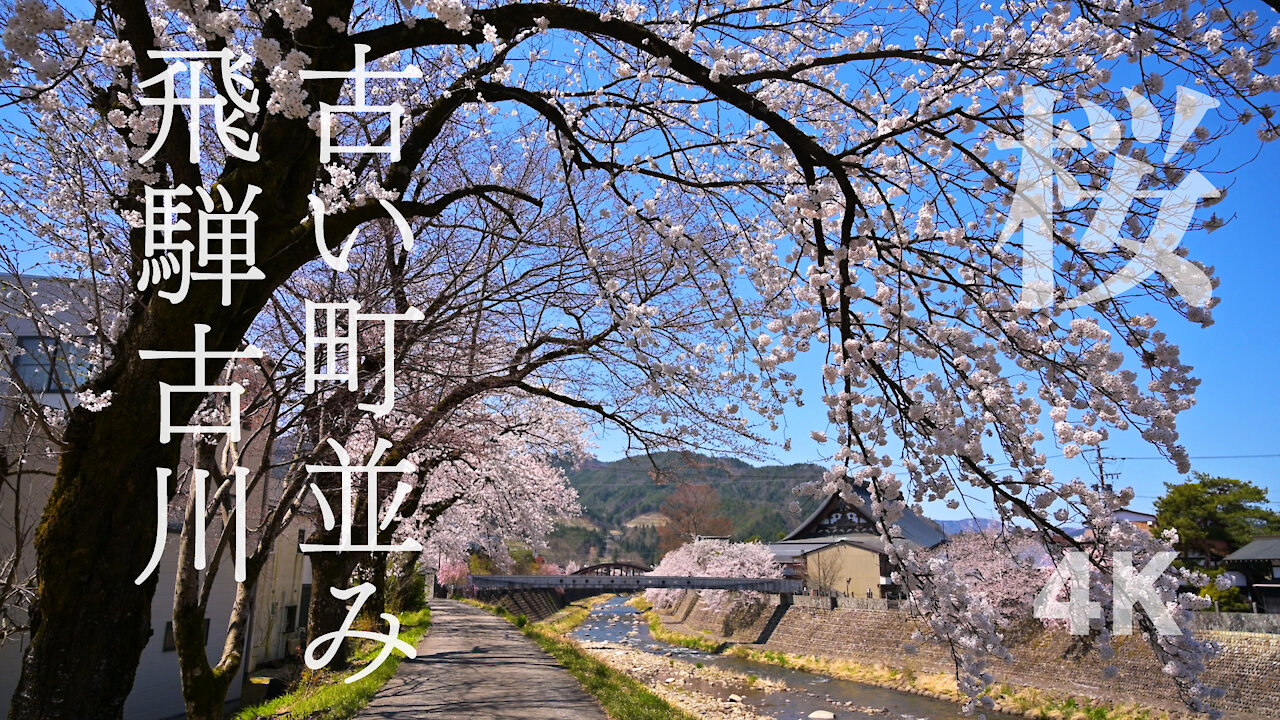桜に彩られる飛騨古川 春の色 春の音 Cherry blossoms in Hida | 4K