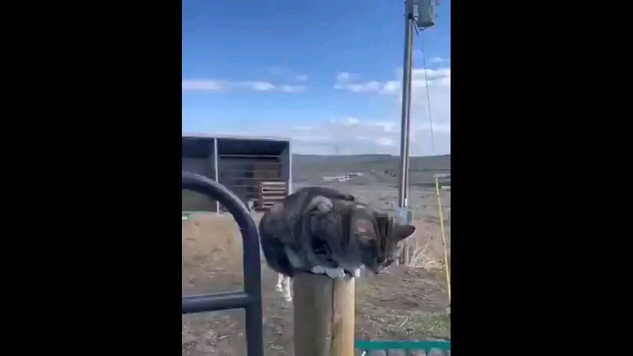 Horse stays still so the cat can hop on its back then they go for a ride