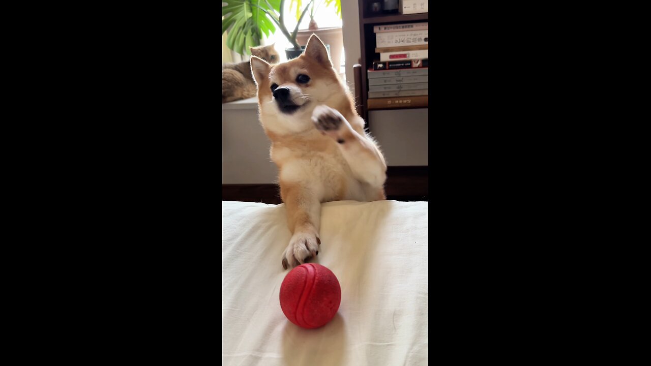 dog is trying to catch the ball