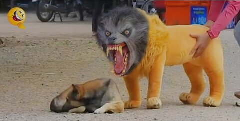 Troll prank dog funny and fake Lion and fake tiger prank to dog and huge box prank to dogs