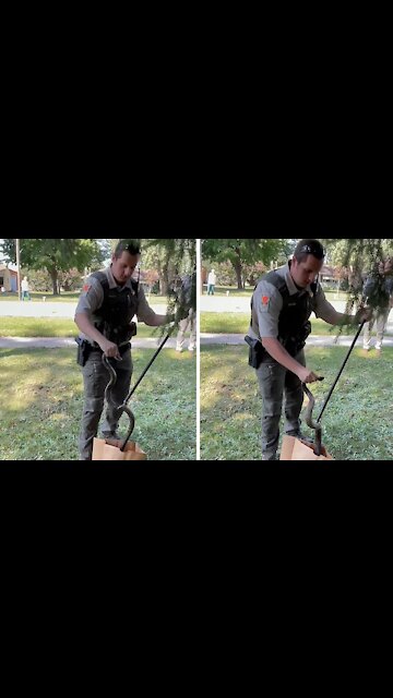 Police rescue 6-foot snake from roadway