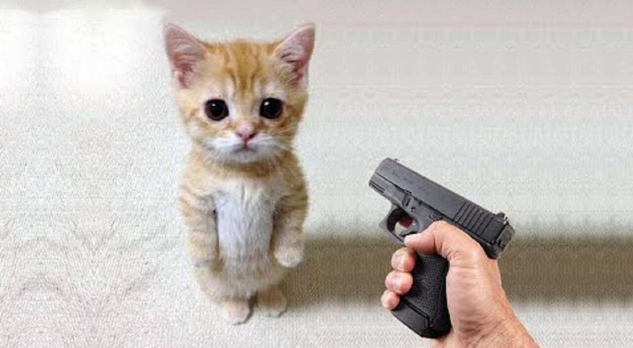 Funny cat 😽 vs Gun 🔫 - Funny Animals 😂 playing dead on finger shot Compilation