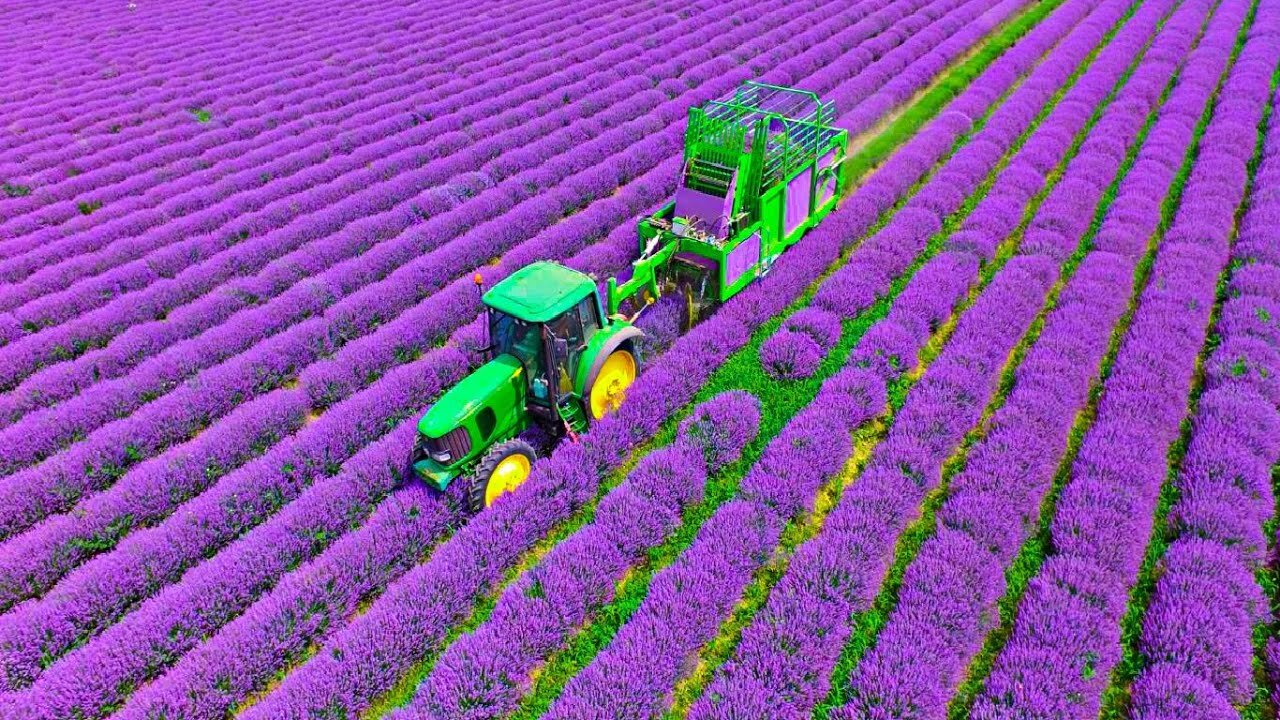 Harvest and Produce millions products of Lavender - Lavender Oil, Honey, Soap processing in factory