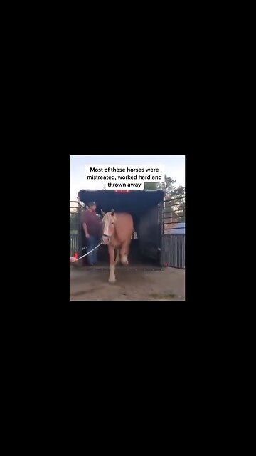 Rescue Horses Arriving At Quarantine