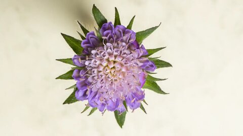 Beautiful flowers blooming - time Lapse