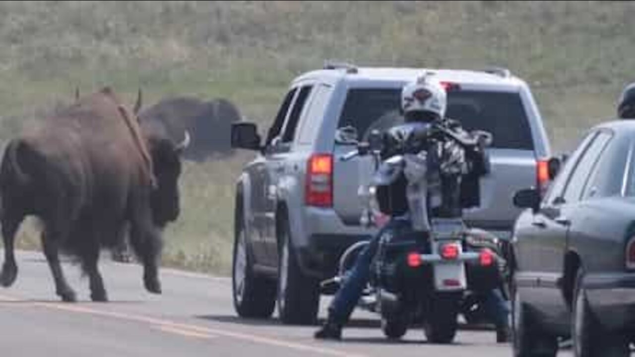 Un bison charge violemment un véhicule aux États-Unis