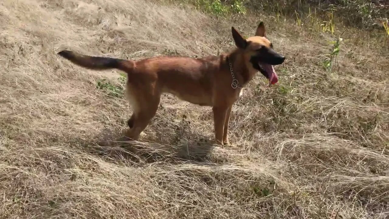 H͎o͎t͎ ͎S͎u͎m͎m͎e͎r͎ ͎D͎a͎y͎s͎ #dog #belgianmalinois #summer