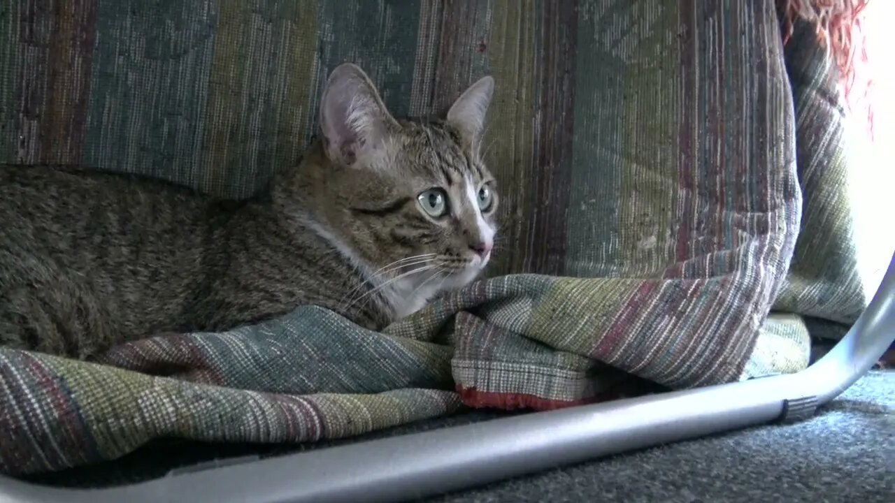 Tabby Cat Hid under the Table
