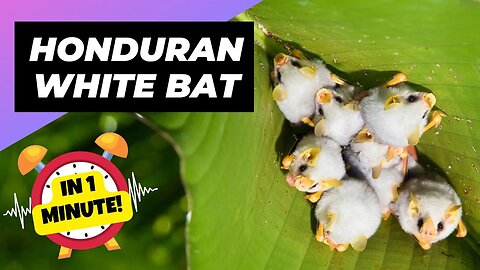 Honduran White Bat - In 1 Minute! 🦇 One Of The Cutest And Exotic Animals In The World