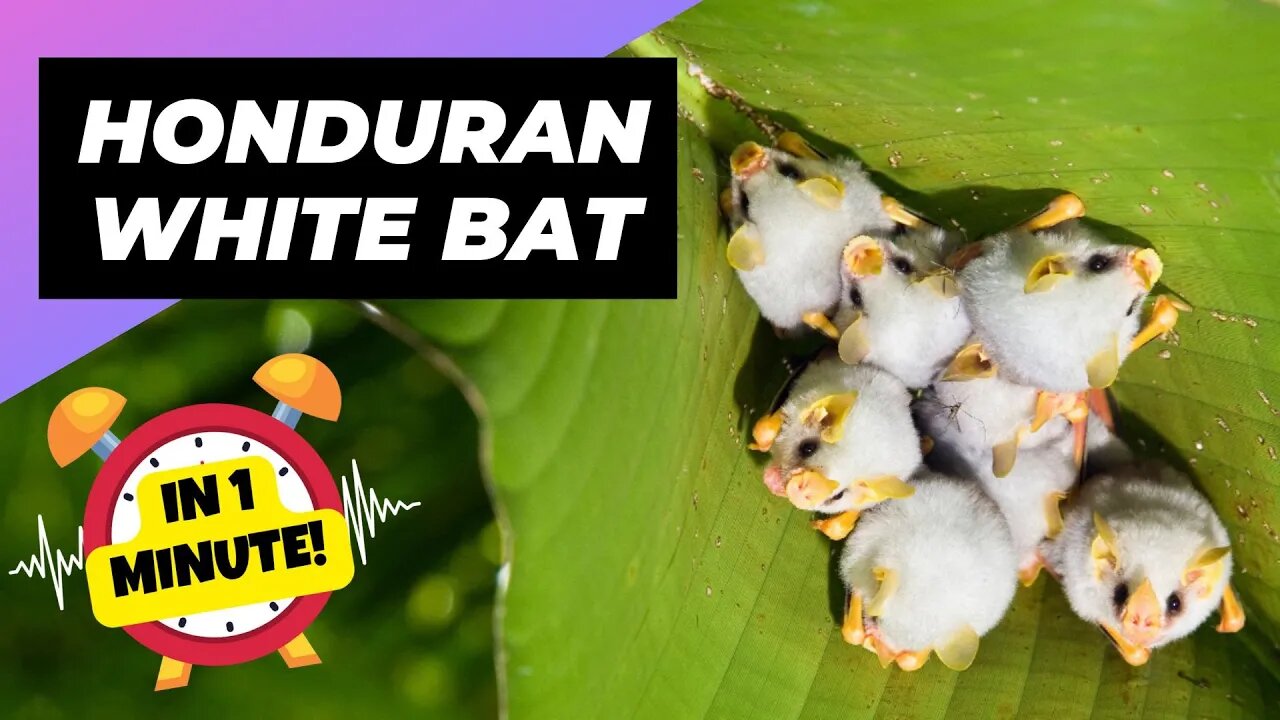 Honduran White Bat - In 1 Minute! 🦇 One Of The Cutest And Exotic Animals In The World