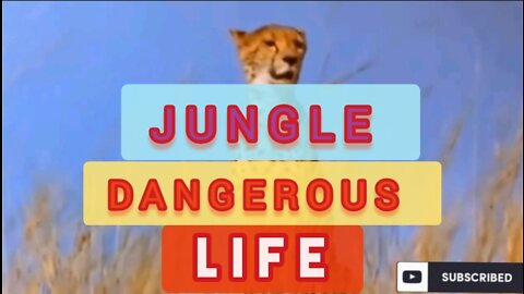 Unlucky ANIMAL in jungle @ ANIMAL ATTACK