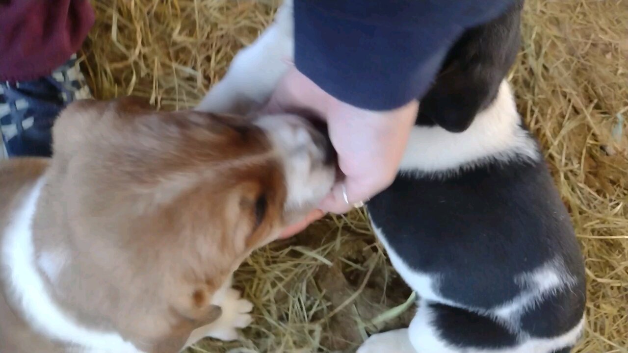 Rascally puppies