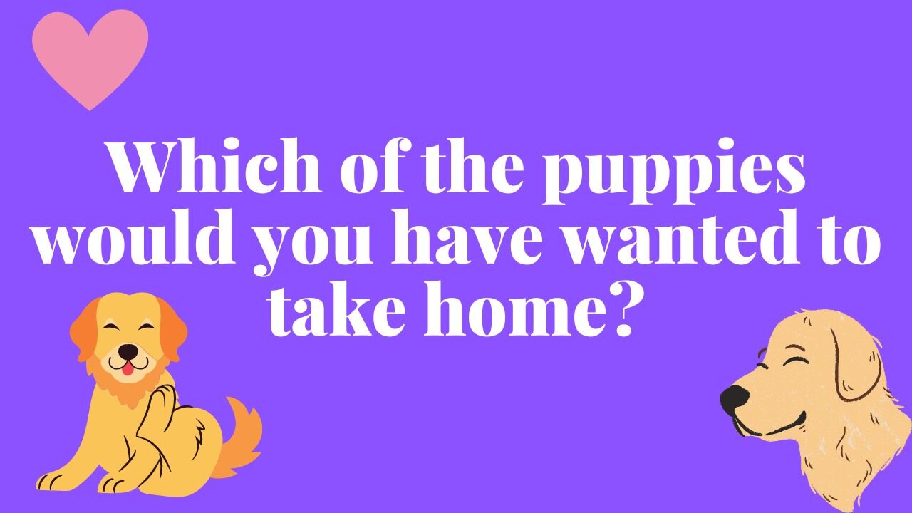 Which of the puppies would you have wanted to take home? PART 2