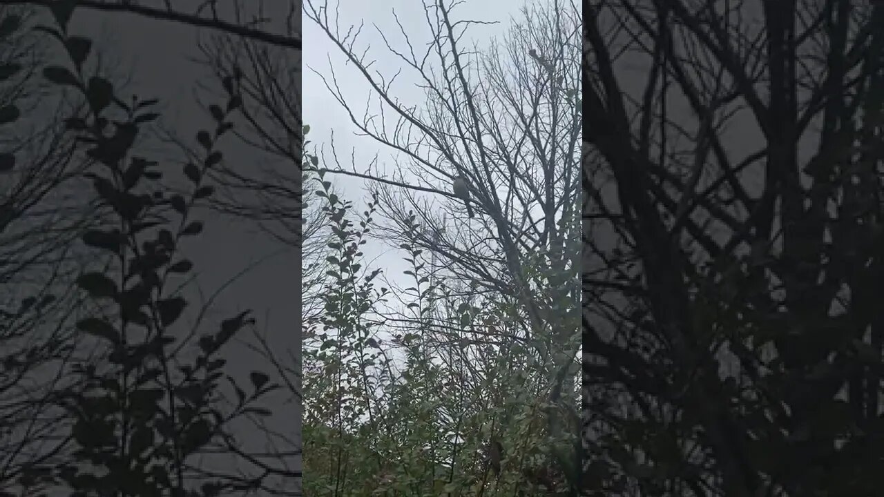 Bird Sitting Above Bushes