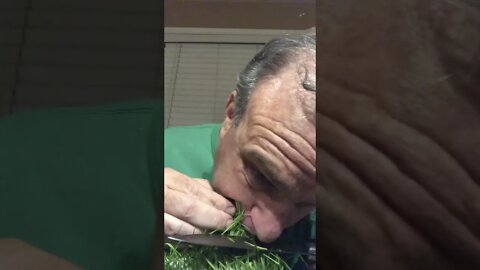 Show the wheatgrass who’s boss!