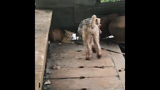 Oscar the Dog POTUS Greets a Cat