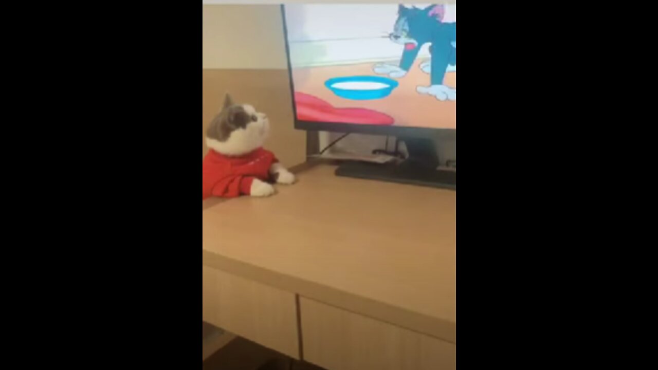 Cute funny cat watching cartoon viral video