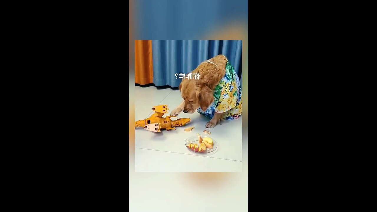 Dog is afraid about hygiene food