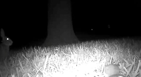 The flying squirrel and rabbit