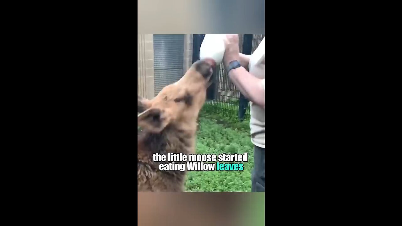 Bond Between a Man and a Moose | 25 years of Friendship | #exploreunseen