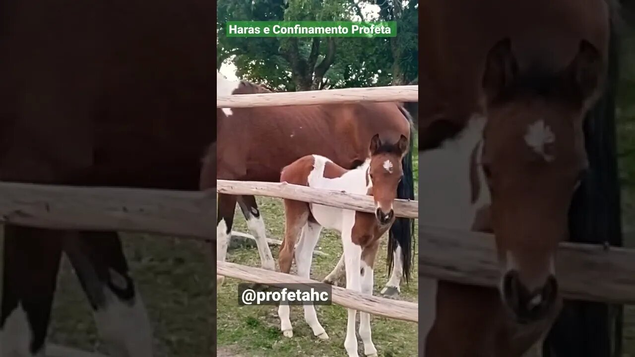 Cavalinho junto da mãe ( potro )