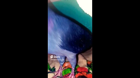 "Rocky My Pigeon Won't Let Me Nap"😱🕊️😇🎼🎶💫Come See