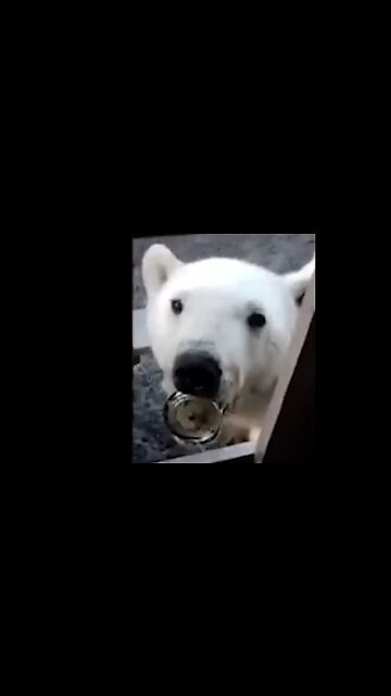 Polar Bear Begs For Help - HaloRockAnimals