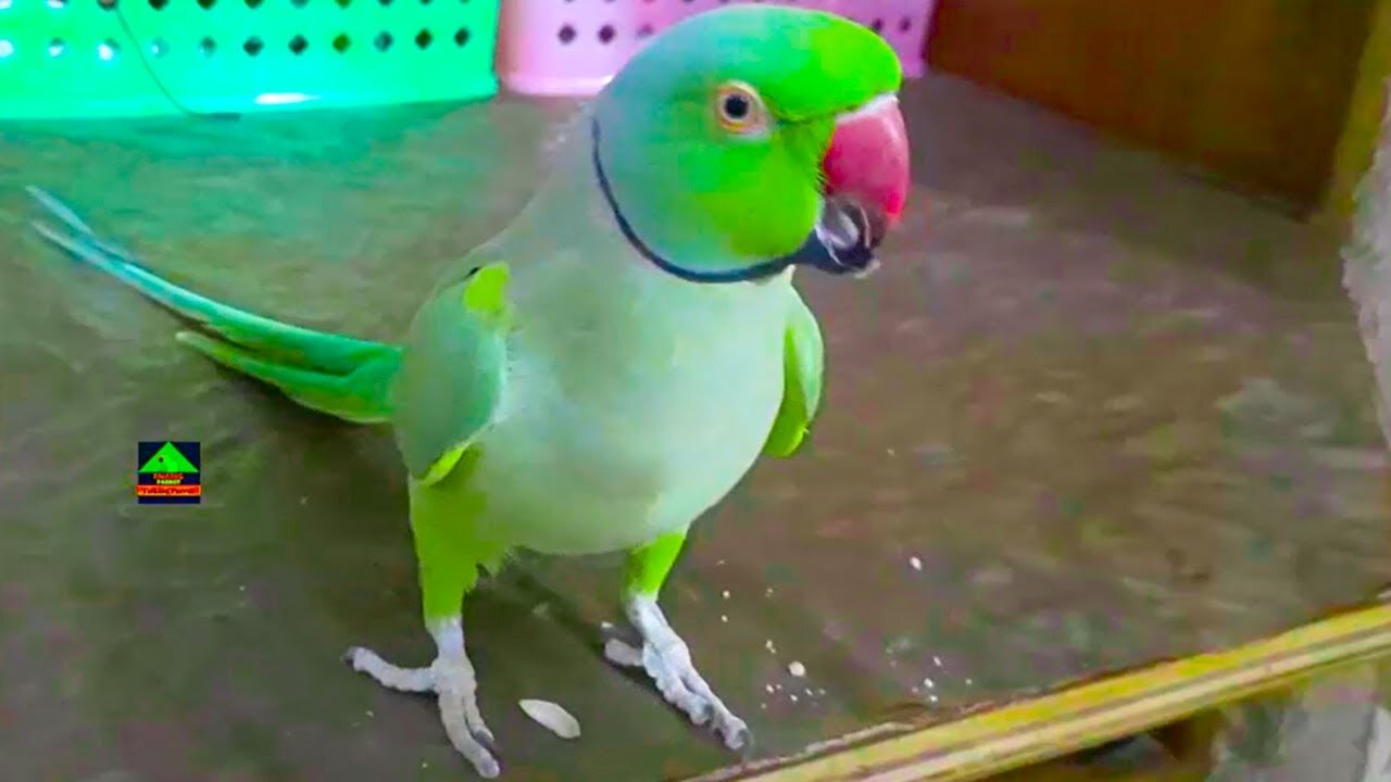 Cute And So Active Ringneck Talking Parrot BirdsViral