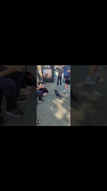 Raven bird scares tourist at the Tower of London #toweroflondon