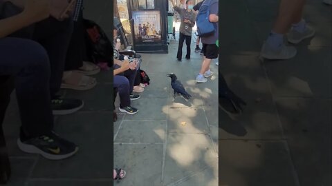 Raven bird scares tourist at the Tower of London #toweroflondon