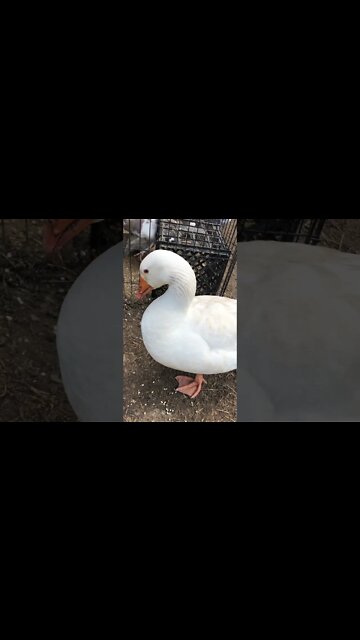 Chatting with Edwin the attack goose