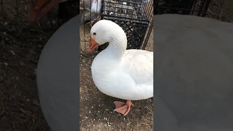 Chatting with Edwin the attack goose