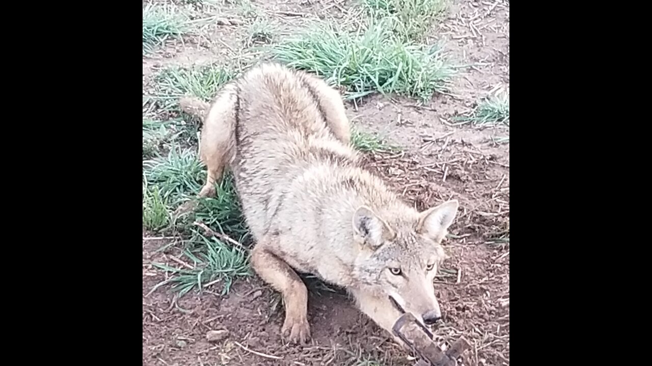 First Night Predator Control- Coyote Triple