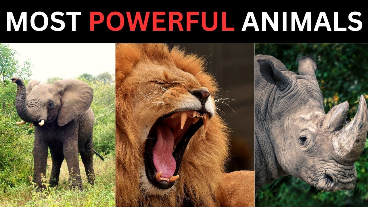 Top 10 Most Powerful Animals in the World (MUST SEE!)