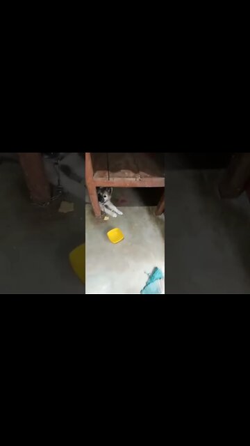 so cute puppy eating 🐈|#shorts #shortvideo #cute #dogs #puppy