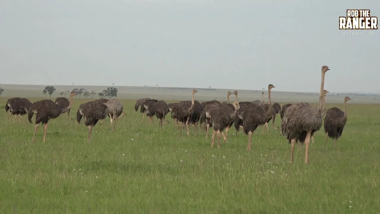 Masai Ostriches (Herd, Flock, Pride, Wobble) In The Mara | Zebra Plains