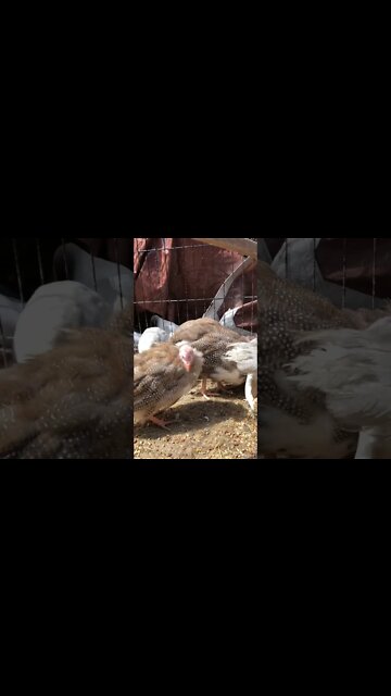 Cinnamon, silver, lavender and chocolate guinea fowl keets preening