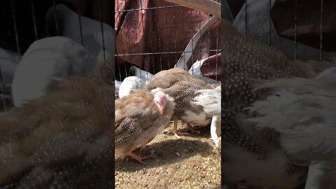 Cinnamon, silver, lavender and chocolate guinea fowl keets preening