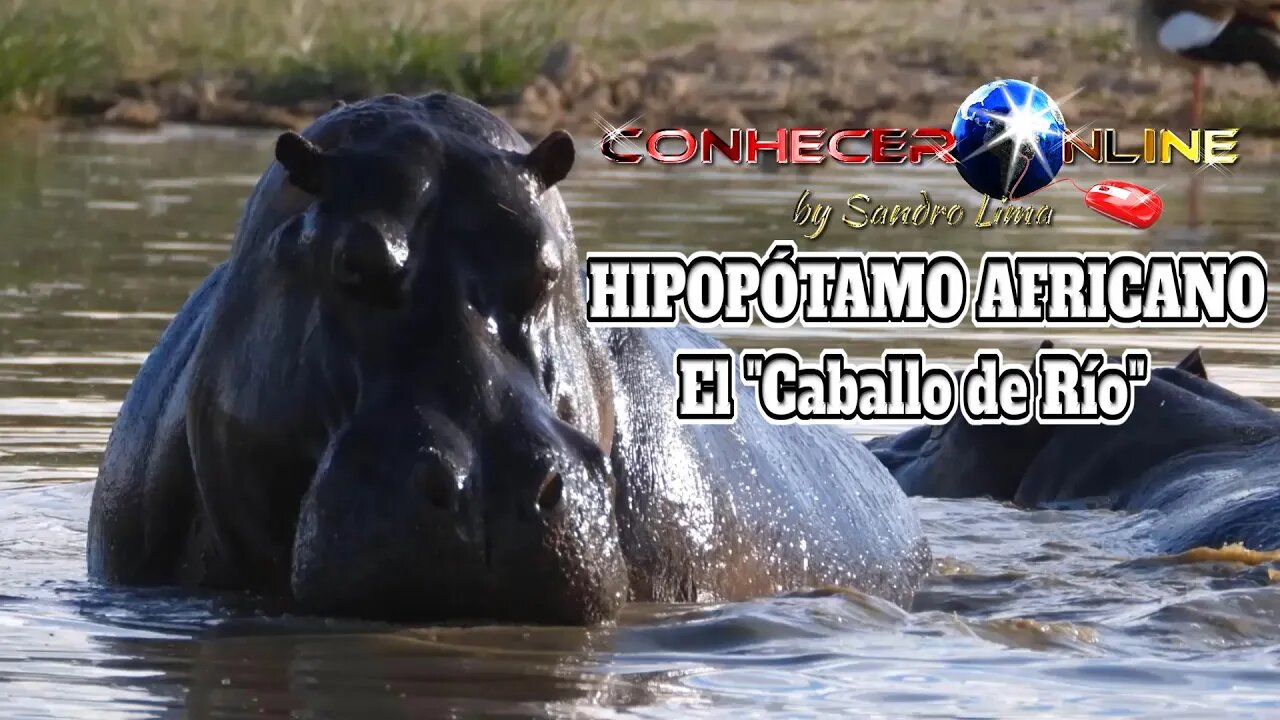 Hipopótamo africano, El "Caballo de Río"| AUDIO EN ESPAÑOL | ÁUDIO EM ESPANHOL | 2021