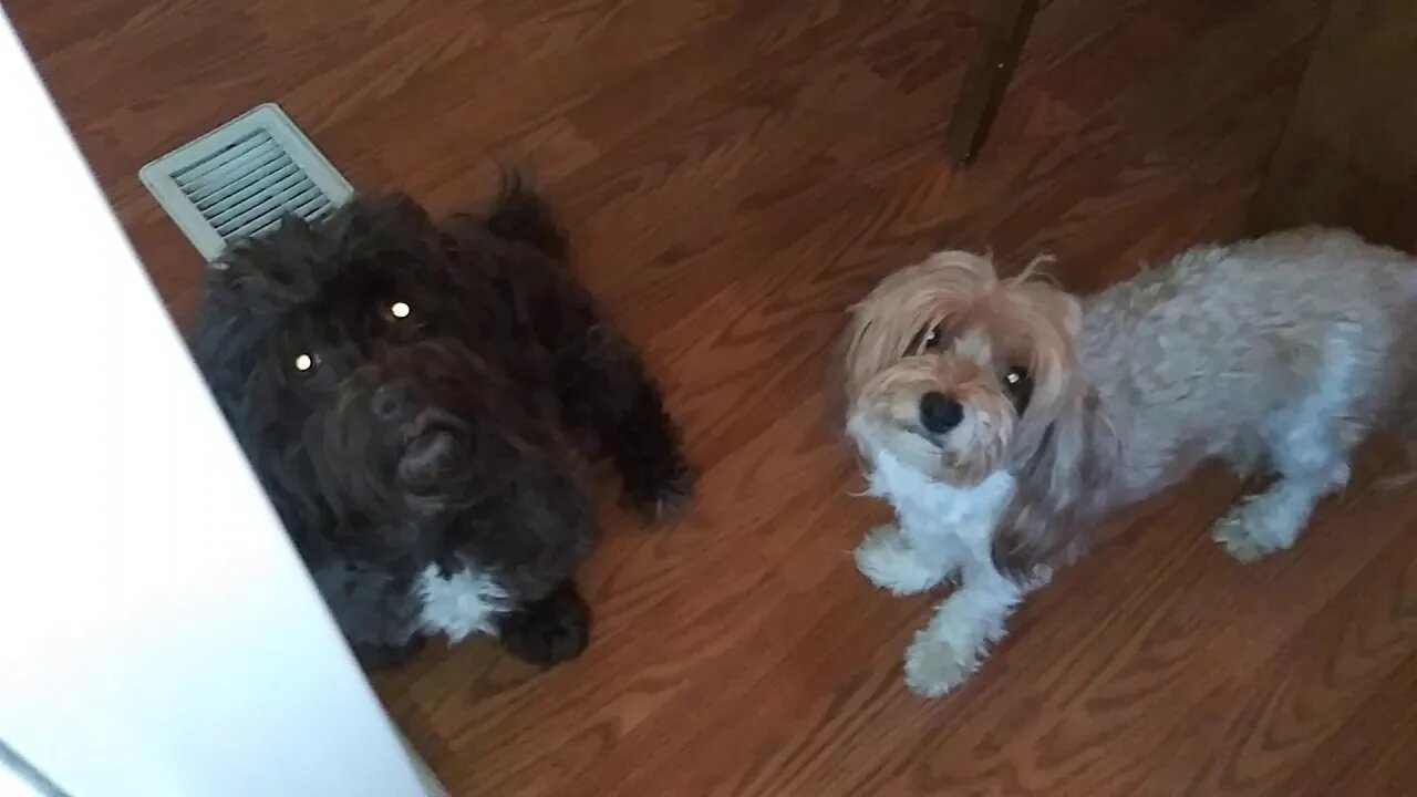 Puppies!!! September 8. 2019(8)